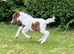 Prince - A Super Cute Mini Shetland