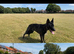 Dutch Herder Available For Stud