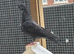 This years Pigeons for sale