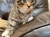 Adorable litter 5 boy kittens