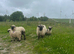 Friendly Valais X