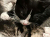 STILL AVAILABLE 4 kittens
