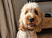 STUD cockapoo