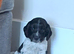 beautiful, chunky playful sprocker F1