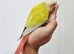 Gorgeous baby conure with new cage