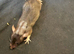 4 males rats 8 weeks old