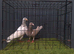 Almond pigeons breeder pair