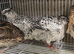 Japanese quails