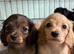 Mini longhaired dachshunds