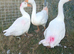 Geese for sale