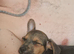 Puppy for sale