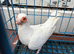 English Barbs for Sale – Birmingham