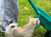 Lovely puppies