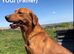 Superb Fox Red & Golden Labrador Puppies