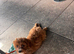 Beautiful boy cavapoo