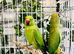 Stunning young Indian ringnick parrot
