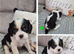 KC CAVALIER KING CHARLES PUPPIES