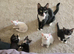 8 week old khao manee male kitten for sale