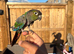 Pearly super tame conure