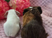 Sow pair available