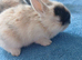 3 female looking for a home