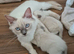 Beautiful ragdoll kittens