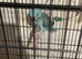 breeding pair Indian ringneck