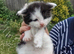 Four kittens for sale