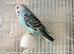 Baby budgies