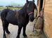 Fell Filly Beautitful
