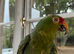 Tame and talking red lores Amazon
