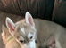 Siberian Husky Puppies