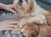Lhasa apso