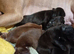 Beautiful litter off 11 staffy puppies