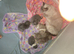 Four british shorthair kittens