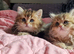 1 british longhair girl