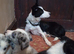 Pure Bred Traditional and Merle Border Collie Puppies