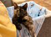 1 year old cat looking for loving home