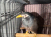 Mynah bird