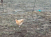 BUFF ORPINGTON COCKEREL