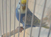 Baby Pastel rainbow budgie ring number 12 2026 rung