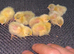 Fresh Chinese Painted Quail Hatching Eggs