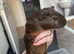2 male baby Guinea pigs