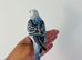 Hand reared budgies for sale