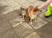 Shiba Inu pups