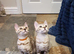 Beautiful TICA Registered Bengal Kittens.