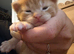 4 stunning ginger kittens