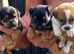 Beautiful Russell border pups