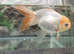 Fancy goldfish