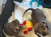 dachshunds puppies